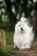 Biały pies z rozwianą sierścią, Coton de Tulear
