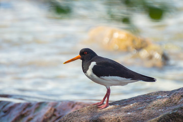 An Eurasian Oystercatcher bird on a summer day on the sea shore in southern Finland