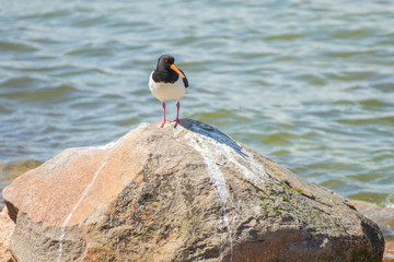 An Eurasian Oystercatcher bird on a summer day on the sea shore in southern Finland