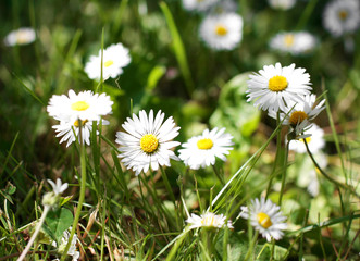 Gänseblümchen, Margeriten und Tausendschönchen im Frühling