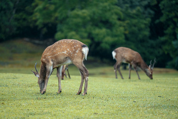 Naklejka na ściany i meble Deer in the park of Nara. Japan during the rainy season