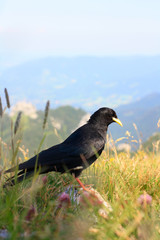 Obraz premium Schwarzer Vogel (Amsel) sitzt im Gebirge zwischen Gras und Blumen