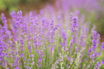 Obraz premium Close-up of lavender kissed from the morning sun. 