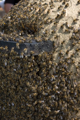 Honigbienen an einem Bienenkorb