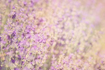 Close-up of lavender kissed from the morning sun. 