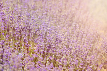 Fototapeta premium Close-up of lavender kissed from the morning sun. 