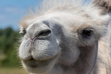 Fototapeta premium Closeup portrait of cute white female camel