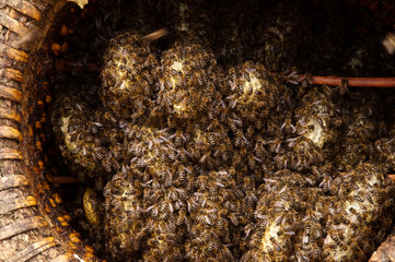 Bienen im Lüneburger Stülper