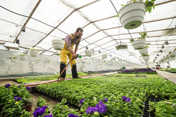A gardener in overall watering flowers in hothouse with hose and sprinkler