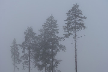 Group of pine trees in gray winter mist