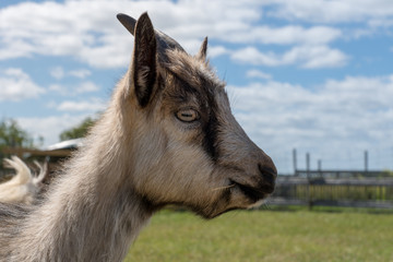 Side portrait of a male black and white male goat