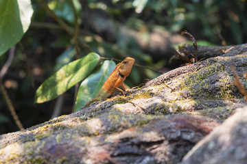 Close up.Lizard, Iguana, Gecko, Skink on blur background.