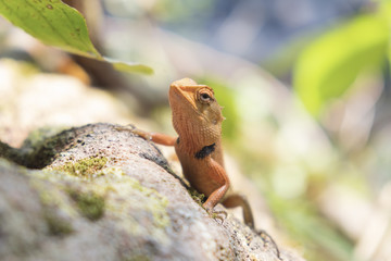 Close up.Lizard, Iguana, Gecko, Skink on blur background.