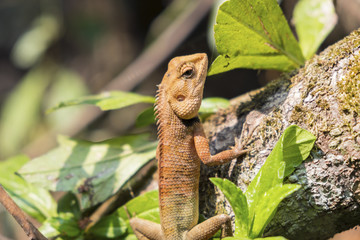 Close up.Lizard, Iguana, Gecko, Skink on blur background.