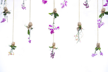 Multi-Color orchid flowers hanging down  on white backgroud.