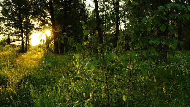 sunset in summer forest, timelapse 4k
