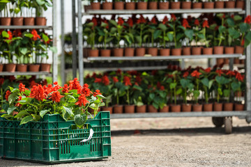 shelves with flowers for sale in nursery. Nobody