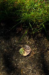 Dew Droplets on a Leaf
