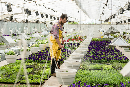 A gardener in overall watering flowers in hothouse with hose and sprinkler