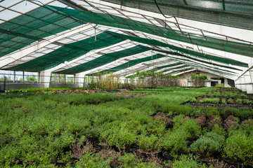 Small Green coniferous trees Growing From Soil In hothouse. Hydroponic watering