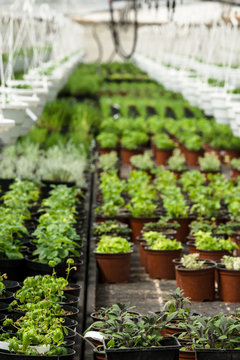 Plants in plastic pots are growing in greenhouse