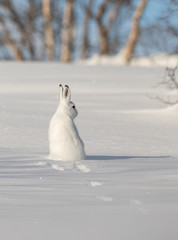 The mountain hare, Lepus timidus, in winter pelage, sitting in snow, looking right, in the snowy...