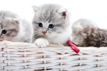 Small grey fluffy adorable kitten being curious and looking to the side while others playing together in white wicker basket while posing in white photo studio. Gray little cute amusing playful kities © serhiibobyk