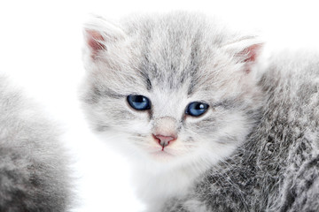 Small fluffy blue-eyed adorable grey kitten looking straight to the camera while posing in white studio for photoset. Cute newborn amusing charming beautiful gray kitty pink nose happiness cuteness