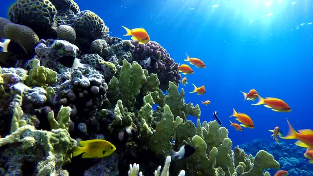 Reef and beautiful fish. Underwater life in the ocean. Tropical fish.