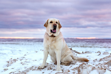 Dog breed labrador against the backdrop of the harsh winter sunset in the northern sky