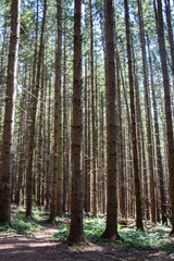 Obraz premium Landscapes of the mountains and mountain forest. Carpathian mountains. Europe. Ukraine.