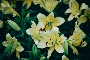Fototapeta na wymiar Lilies Flowers Bouquet in the garden. Spring Flowers