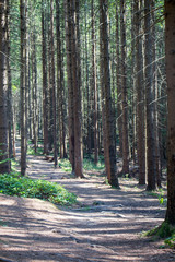 Landscapes of the mountains and mountain forest. Carpathian mountains. Europe. Ukraine.