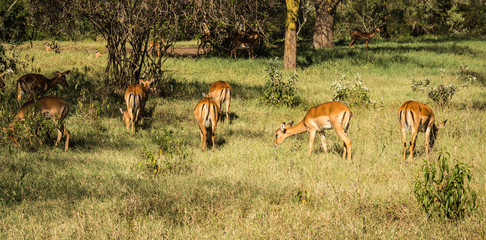 African antelopes  impala in Masai Mara in Kenya