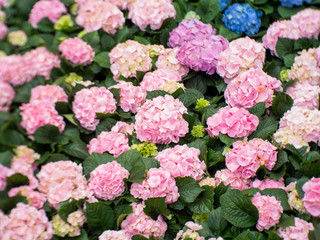 Hydrangea flower (Hydrangea macrophylla) in a garden