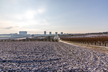 Winterlandschaft in Rheinhessen