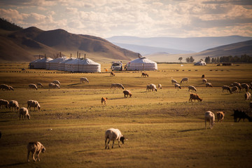 Mongolian yurts on a meadow