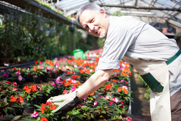 Greenhouse worker