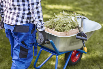 Unrecognizable man psushing wheelbarrow full of seedling