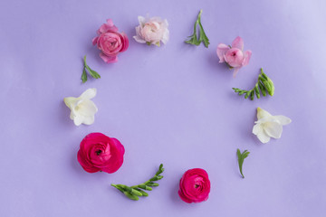 Beautiful pink peony flowers on purple background table with copy space for your text top view and flat lay style.