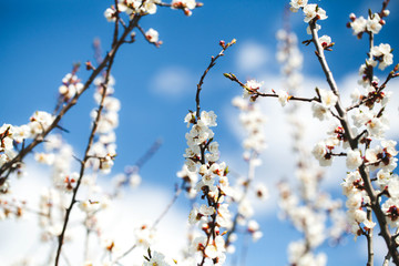 Blossom tree over nature background Spring flowers Spring Background