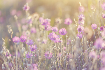 Xeranthemum annuum.Helichrysum. Wildflowers in the sunset light. Postcard