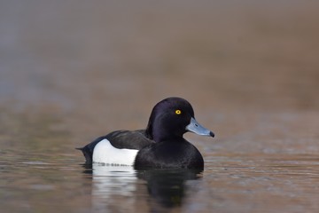 Aythya fuligula