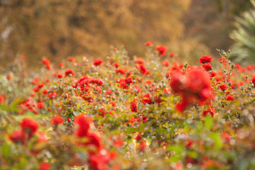 Sea of red flowers