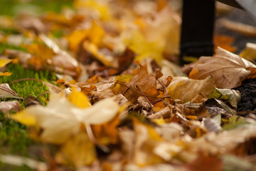 Fallen leaves on the grass