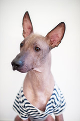 Portrait of a Mexican Hairless Dog in a Striped T-shirt