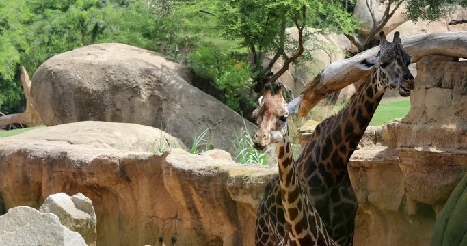 Giraffes Ruminate in nature