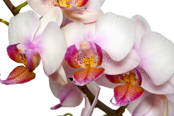 Naklejka na ściany i meble Phalaenopsis orchid close-up on a white background. Isolated.