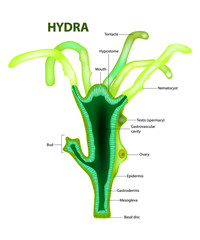 Hydra (genus). Structure