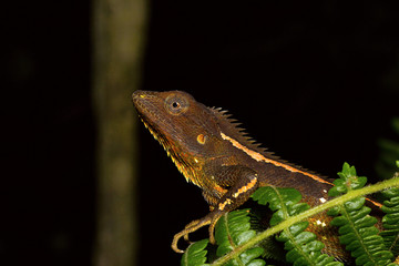 Jerdon's Forest Lizard, Calotes jerdoni, Kivikhu